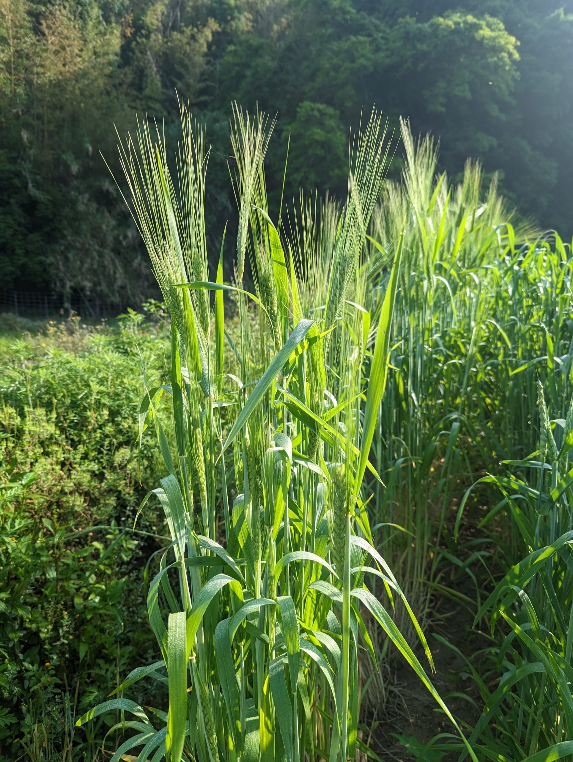 スペルト小麦 Halu和福農園